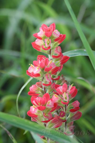 Late Season Indian Paintbrush.jpg